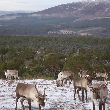 Dunroamin Bed And Breakfast Aviemore Εξωτερικό φωτογραφία
