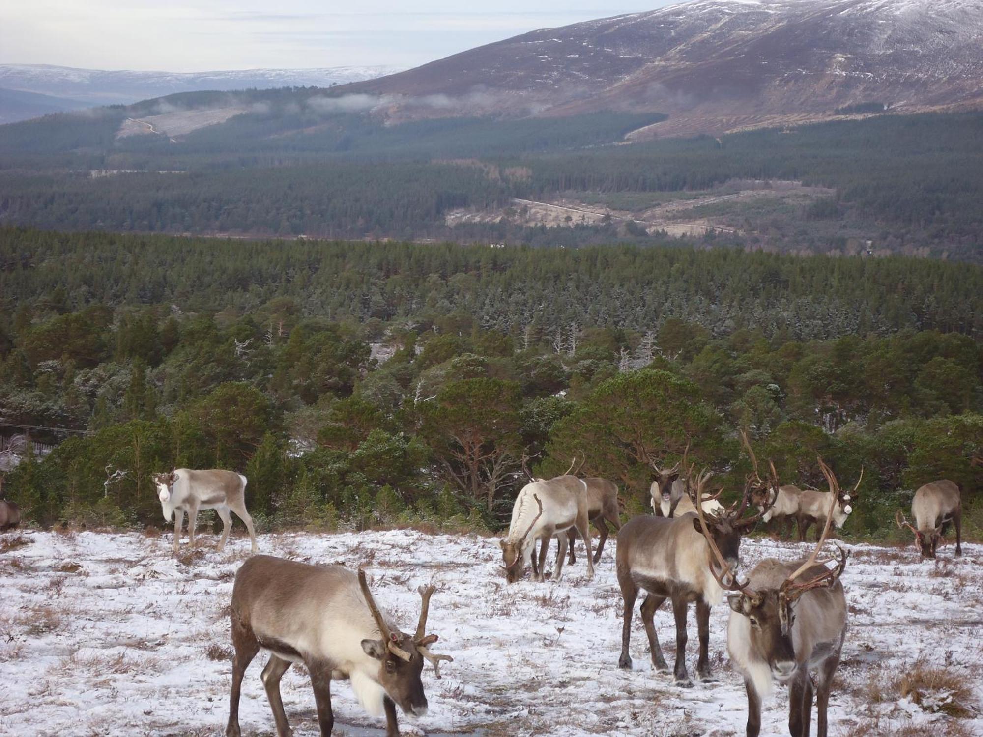 Dunroamin Bed And Breakfast Aviemore Εξωτερικό φωτογραφία